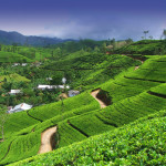CEYLON-TEA-PLANTATION