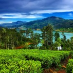 Ceylon-Tea-Trails-Hatton-Sri-Lanka-summerville-bungalow-tea-trails-hiking-view
